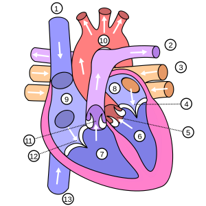 Diagram of the human heart (multilingual).png